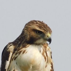 Meet your Posher, Dominique